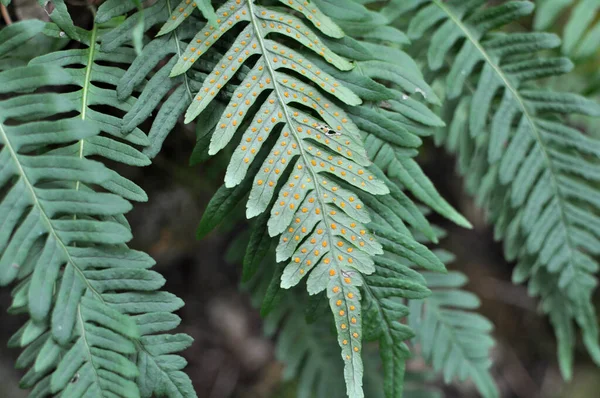 Felce Polypodium Vulgare Cresce Natura Una Roccia Nel Bosco — Foto Stock