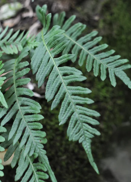 Samambaia Polypodium Vulgare Cresce Natureza Uma Rocha Floresta — Fotografia de Stock