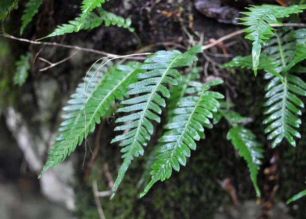Samambaia Polypodium Vulgare Cresce Natureza Uma Rocha Floresta — Fotografia de Stock