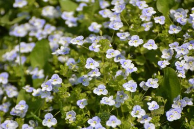 Baharda, Veronica filizlenir vahşi doğada