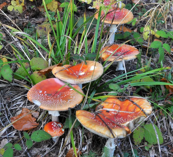 Poisonous mushrooms grow in the forest in the wild - red fly agaric (Amanita muscaria).