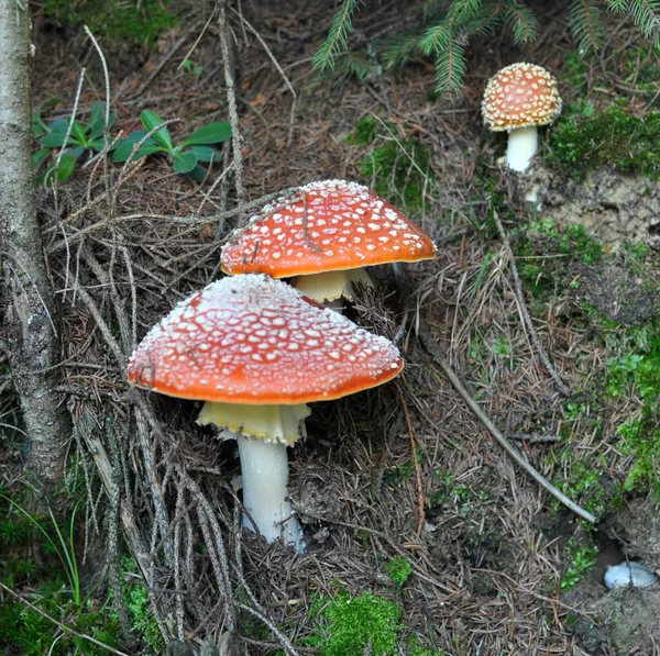 Poisonous mushrooms grow in the forest in the wild - red fly agaric (Amanita muscaria).