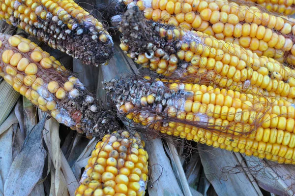Corn cobs affected by a fungal disease - fusarium (Fusarium moniliforme)