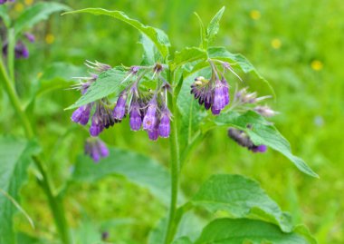 Çayırda, yabani otların arasında kuş (Symphytum officinale) çiçek açıyor.