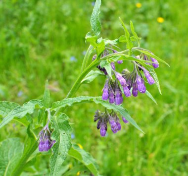 Çayırda, yabani otların arasında kuş (Symphytum officinale) çiçek açıyor.