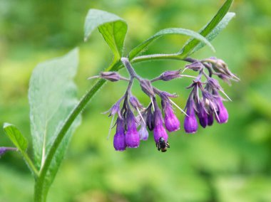 Çayırda, yabani otların arasında kuş (Symphytum officinale) çiçek açıyor.