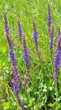 Sage (salvia nemorosa) yabani otların arasında yetişir.