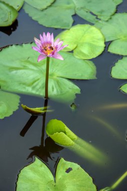 Florida Everglades Ulusal Parkı 'nda Mor Su Lily Çiçeği sıcak bir yaz gününde suyun üzerinde yükseliyor.