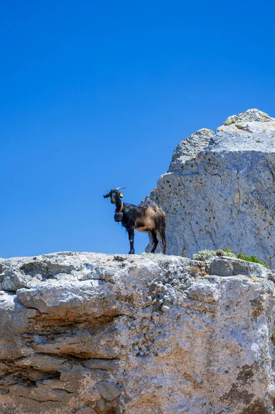 Cabra Doméstica Negra Divertida Trepando Una Roca Día Caluroso Del —  Fotos de Stock