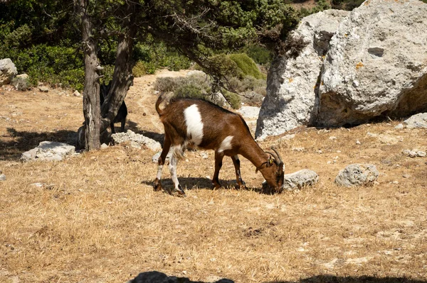 Yunanistan Kost Adası Ndaki Kendi Ortamında Beyaz Benekli Kahverengi Keçi — Stok fotoğraf