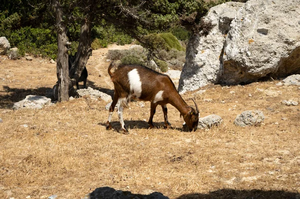 希腊科斯特岛上的白色斑点棕色山羊生活在自己的环境中 — 图库照片#
