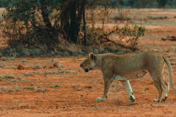 Young lioness hunting at sunset in the middle of the savannah in the Tsavo East National Park, Kenya.