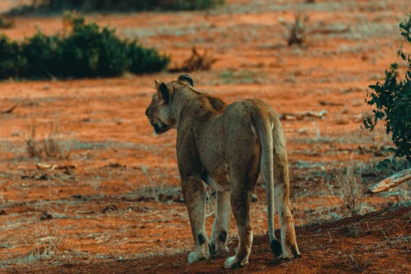Young lioness hunting at sunset in the middle of the savannah in the Tsavo East National Park, Kenya.