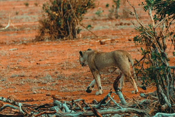 Young lioness hunting at sunset in the middle of the savannah in the Tsavo East National Park, Kenya.