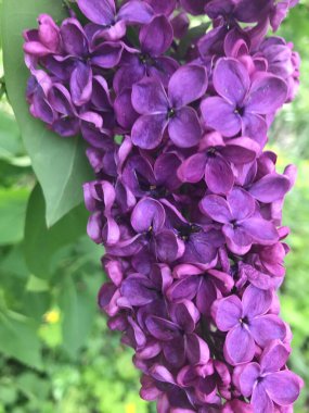 Bahçedeki güzel çiçekler