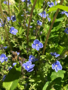 Güzel mavi çiçeklerin yakın çekim