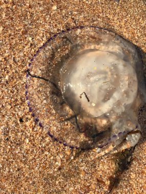 sea water with fish, close-up