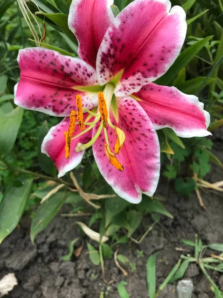 Vertical Shot Pink Yellow Flowers Garden — Stok fotoğraf