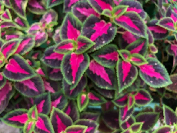 Defocused Abstract Background Decorative Plants Beautiful Leaf Shape Combination Green — стоковое фото
