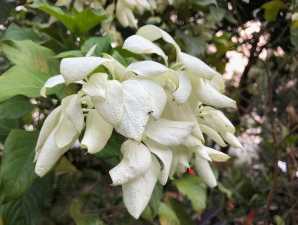 White Flower Plant Composition Middle Natural Realistic Background — Foto de Stock