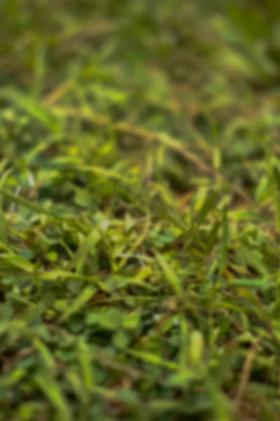blur photo of green grass