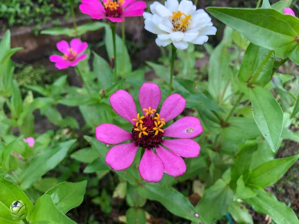 Zinia flowers or commonly called paper flowers, because of their paper-like texture. This flower has a beautiful petal color, usually pink, purple, orange, yellow, white