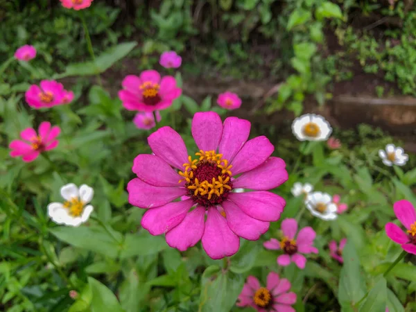 Primer Plano Flor Zinnia Púrpura Flor Zinnia Jardín Blitar Indonesia —  Fotos de Stock