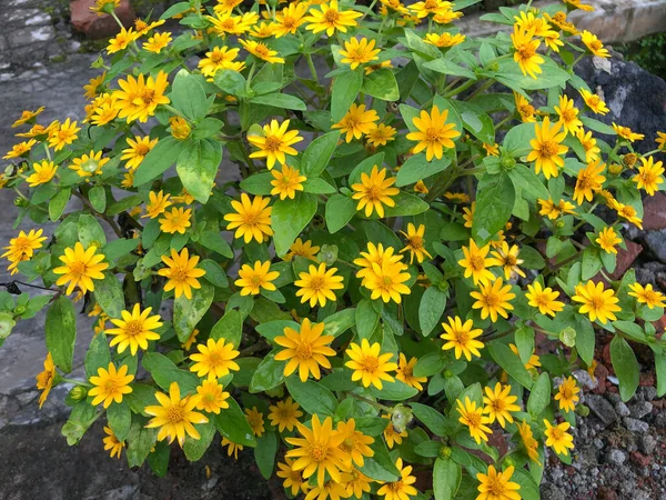 Mantequilla Daisy Melampodium Mini Plantas Girasol Menudo Llaman Mini Plantas —  Fotos de Stock