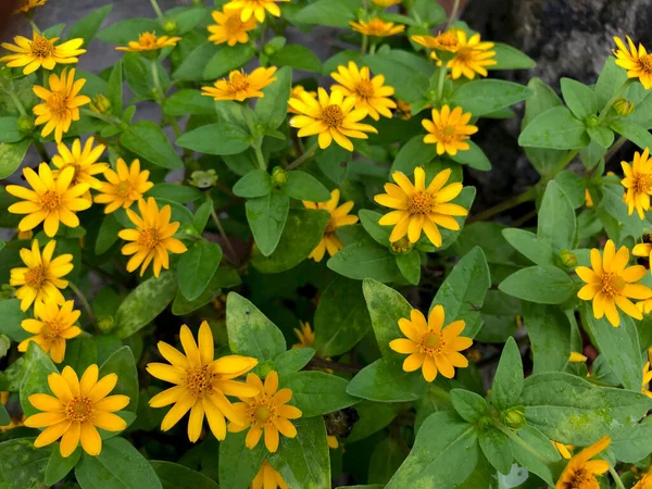 Melampodium Marguerite Beurre Les Mini Tournesols Sont Souvent Appelés Mini — Photo