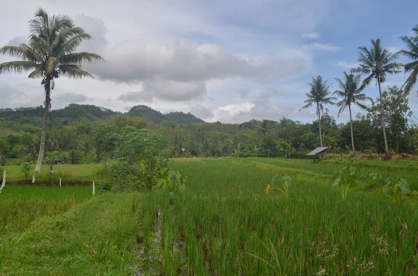 Rice field in early stage at Blitar, Indonesia. Coconut tree at background with cloudy sky