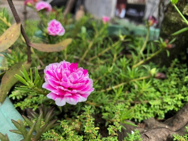 Soft Focus Krokot Rose Rose Moss Una Planta Ornamental Que — Foto de Stock