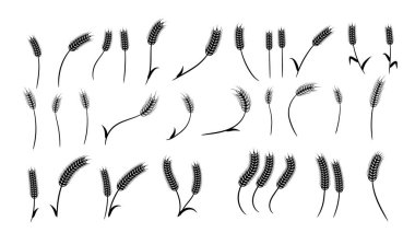 Buğday elementi tasarımı sette. Çerçeve, izole, vegan, tarım