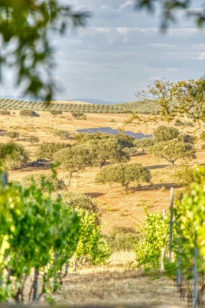 Countryside Alentejo Region Portugal — 图库照片