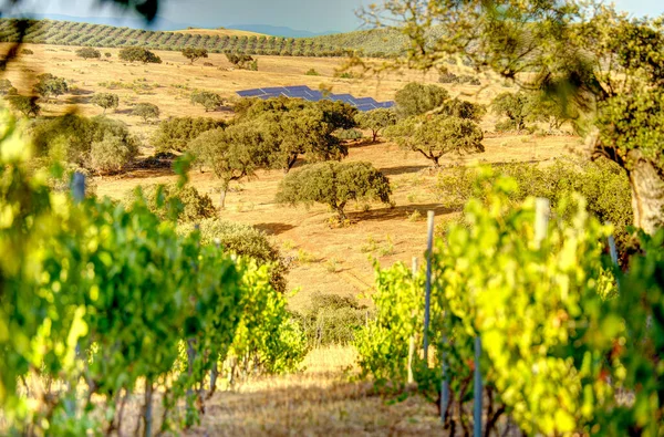 Countryside Alentejo Region Portugal — Fotografia de Stock