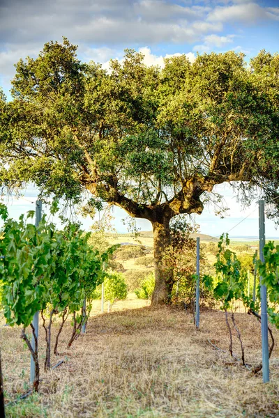 Countryside Alentejo Region Portugal — Photo