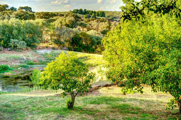 Countryside Alentejo Region Portugal —  Fotos de Stock