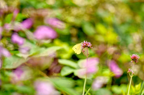 Beautiful Flowers Butterfly Background Close — Stockfoto