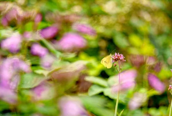 Beautiful Flowers Butterfly Background Close — Stockfoto