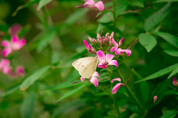 Beautiful Flowers Butterfly Background Close — Foto de Stock