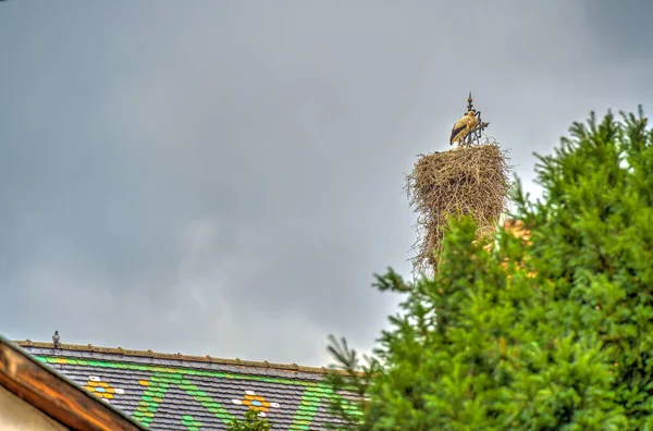 Eguisheim France June 2022 Historical Village Rainy Weather — Stock Photo, Image