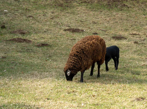 Beautiful Sheep Grazing Pasture — Stock Fotó