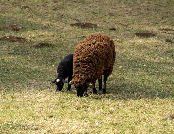 Beautiful Sheep Grazing Pasture — Photo