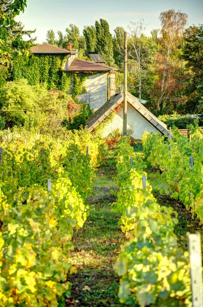 Badacsony Hungary October 2021 Picturesque Wineyards Autumn — Stok fotoğraf