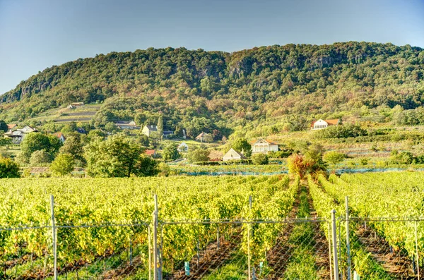 Badacsony Hungary October 2021 Picturesque Wineyards Autumn — Stockfoto