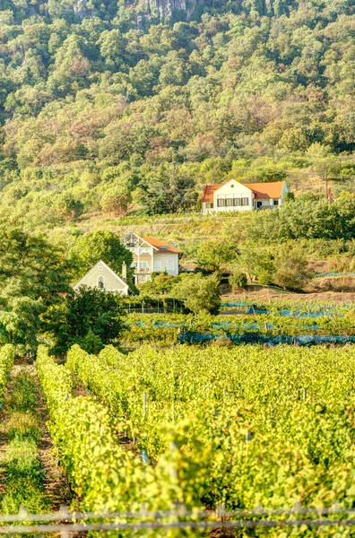 Badacsony Hungary October 2021 Picturesque Wineyards Autumn — Fotografia de Stock