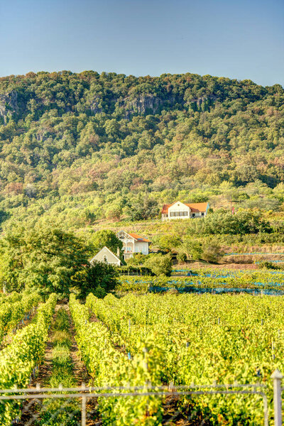 Badacsony, Hungary - October 2021 : Picturesque wineyards in autumn