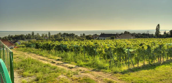 Badacsony Hungary October 2021 Picturesque Wineyards Autumn — Zdjęcie stockowe