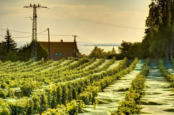 Badacsony Hungary October 2021 Picturesque Wineyards Autumn — Stockfoto