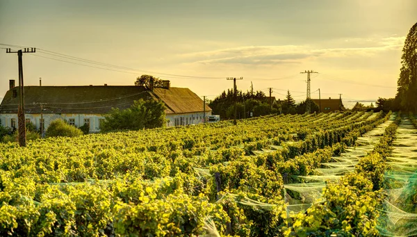 Badacsony Hungary October 2021 Picturesque Wineyards Autumn — Stok fotoğraf