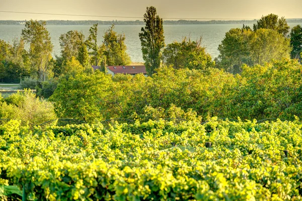 Badacsony Hungary October 2021 Picturesque Wineyards Autumn —  Fotos de Stock